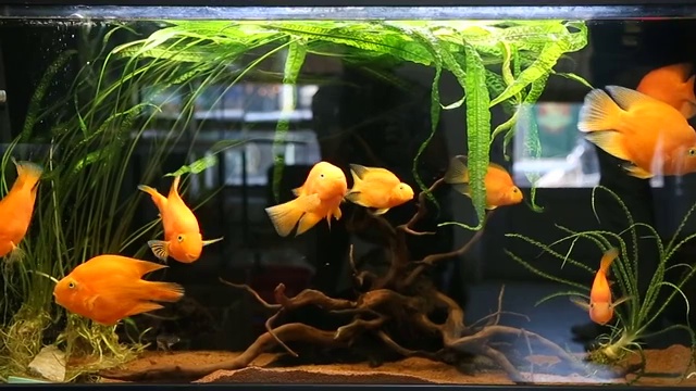 水族馆里美丽的金鱼视频素材