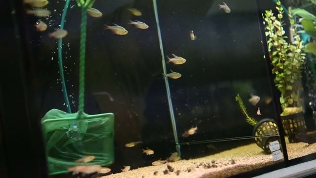 在鱼缸里捉小鱼视频素材