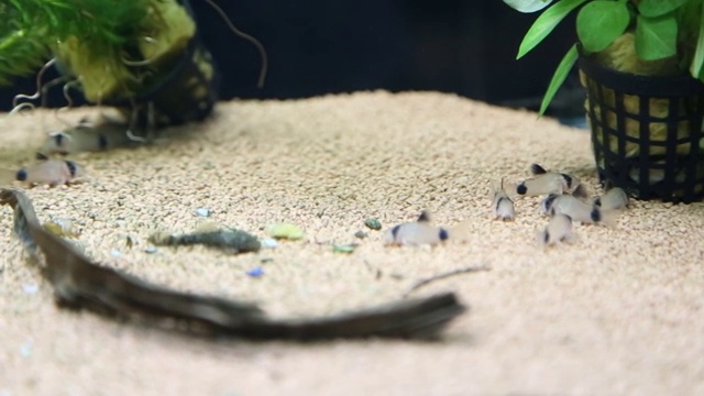 鱼缸里的一群小鱼视频素材