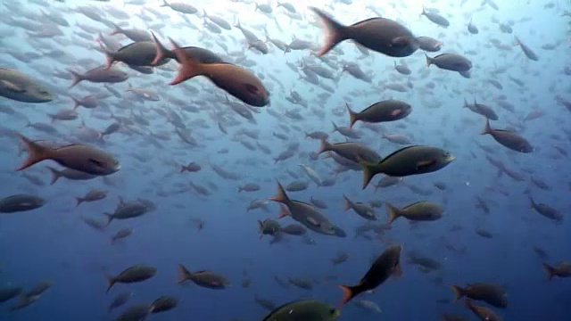 加拉帕戈斯群岛海洋泻湖下的潜水员和鱼群。视频下载