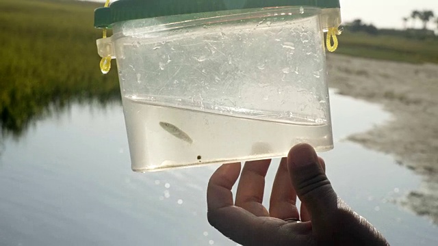 铜。小鱼在塑料容器中游动，背景是海岸沼泽。视频下载