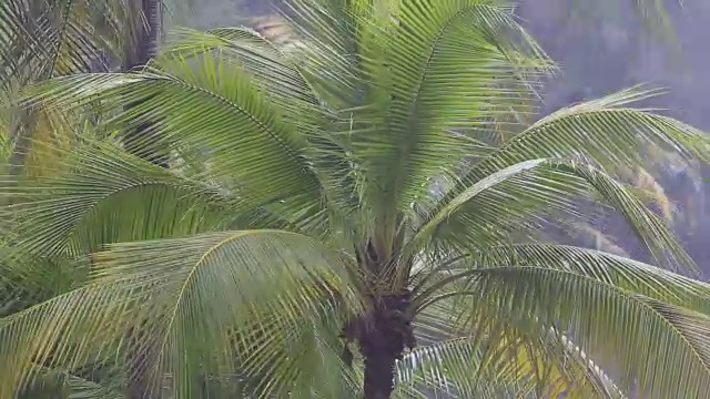 热带的风和雨落在泰国绿色的棕榈树叶上视频素材