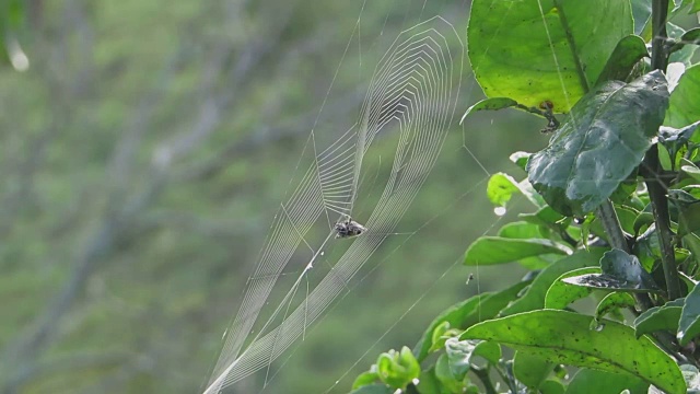 昆虫蜘蛛织物枝形吊灯视频素材