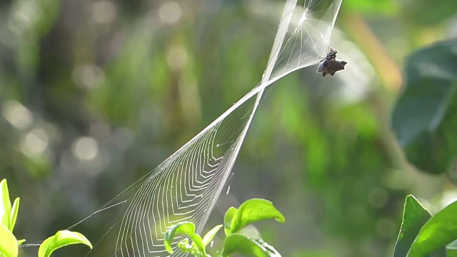 昆虫蜘蛛蛛织网视频素材