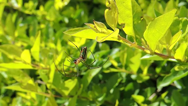 昆虫蛛形蜘蛛园视频素材
