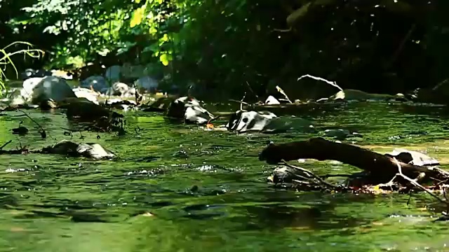河流景观河流岩森林视频素材