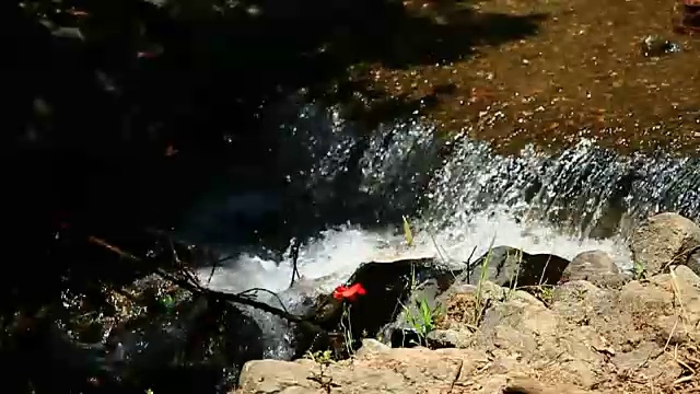 河流景观河流岩森林视频素材