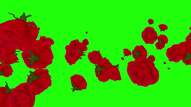玫瑰花园植物视频素材