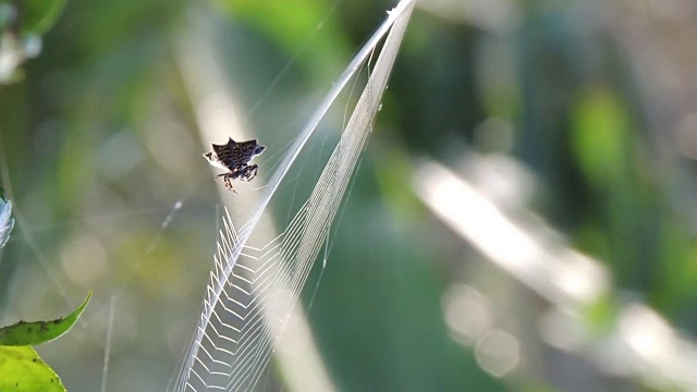 蜘蛛编织昆虫网视频素材