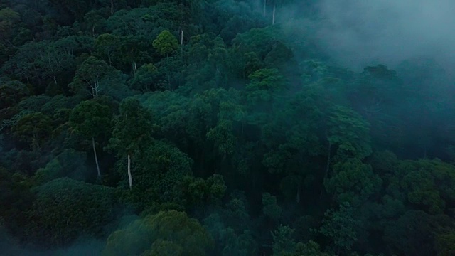马来西亚婆罗洲沙巴州热带雨林的无人机镜头视频素材