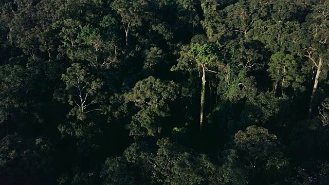 马来西亚婆罗洲沙巴州热带雨林的无人机镜头视频素材