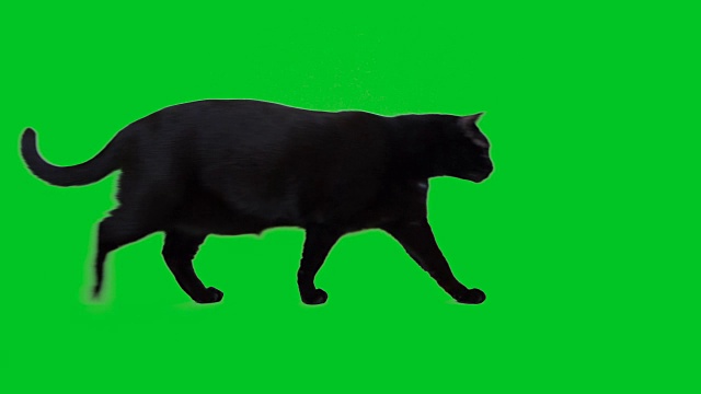 4k黑猫在绿色屏幕上行走视频素材