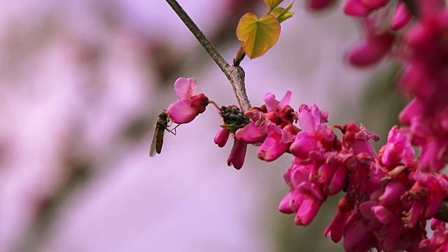 东方紫荆树枝开着粉红色的花视频素材
