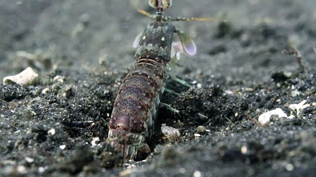 螳螂虾(口足类)在海底挖洞，苏拉威西，印度尼西亚视频下载