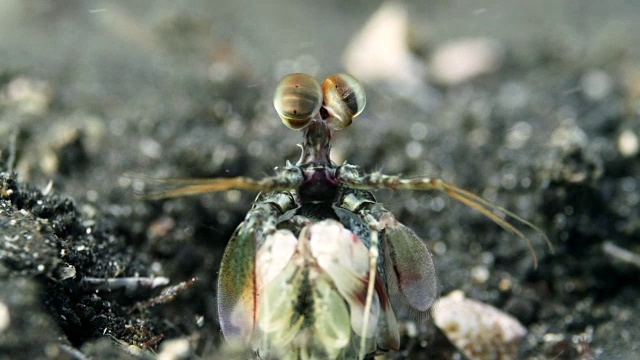 螳螂虾(口足类)从地穴周围peer，苏拉威西，印度尼西亚视频下载