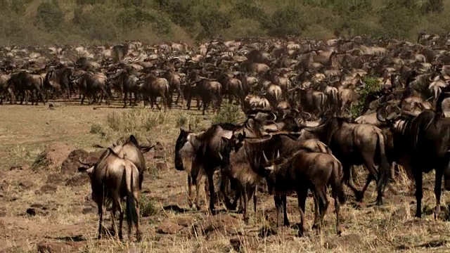 肯尼亚，牛羚群接近河流视频下载