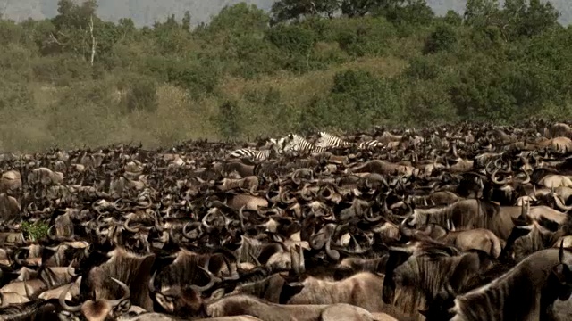肯尼亚，牛羚群接近河流视频素材