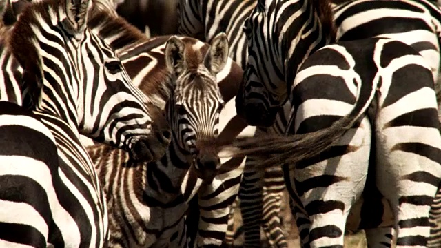 平原斑马(斑驴)和小马驹聚集在河流渡口，肯尼亚视频素材