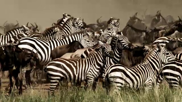 平原斑马(斑驴)和角马聚集在河流的渡口，肯尼亚视频素材