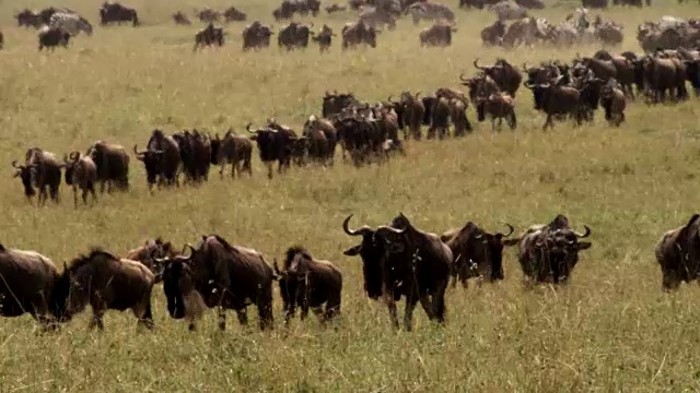 牛羚(Connochaetes taurinus)群迁徙穿过草原，肯尼亚视频素材
