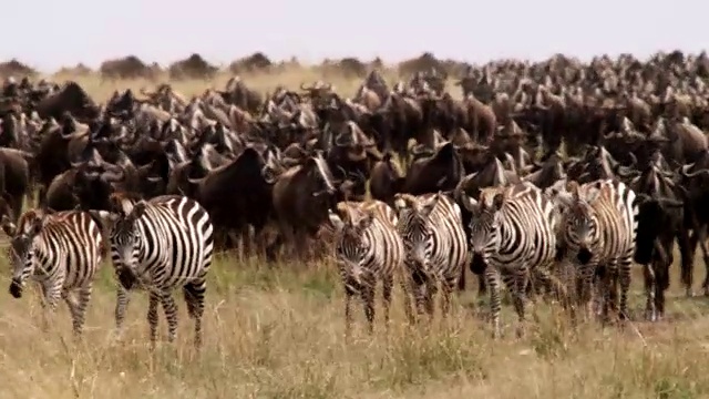 斑马(斑驴)和角马(牛羚)兽群迁徙穿过草原，肯尼亚视频素材