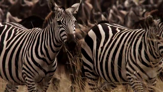 斑马(斑驴)和角马(牛羚)兽群迁徙穿过草原，肯尼亚视频素材