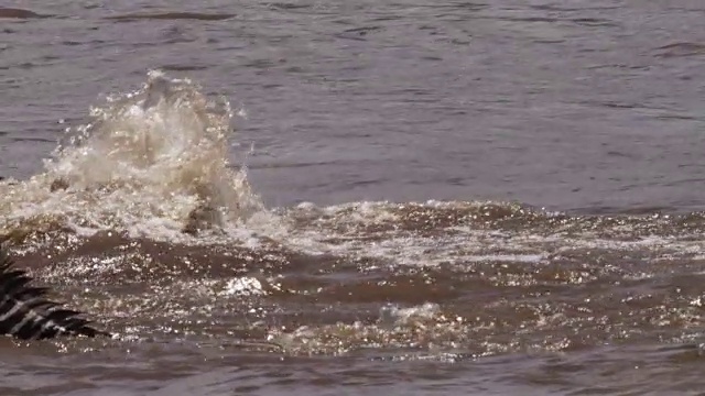 尼罗河鳄鱼(尼罗河鳄)攻击斑马过河，肯尼亚视频下载