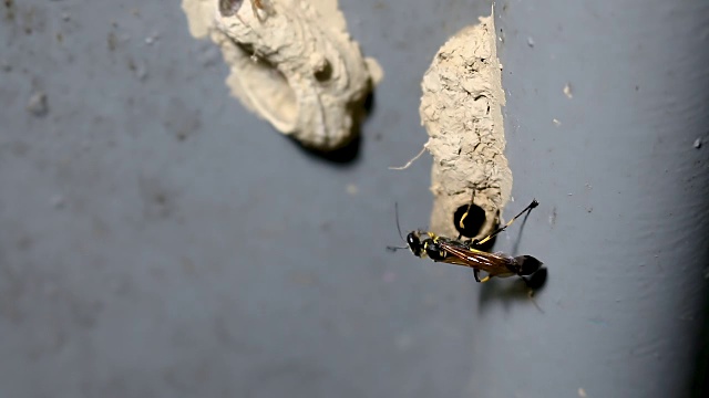 蜂房黄蜂或仿黄蜂食蚜蝇筑巢。视频素材