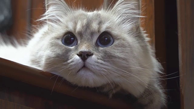 西伯利亚彩色点母猫画像视频下载