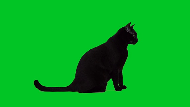 4k黑猫坐在绿色屏幕上视频素材