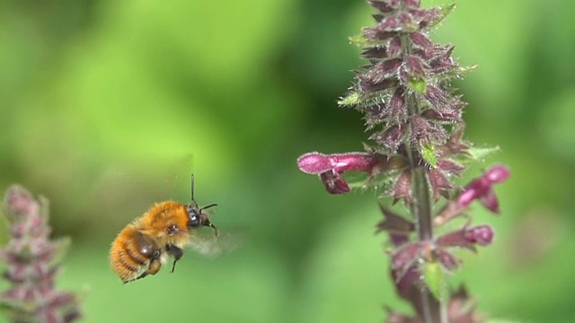 大黄蜂飞着降落在紫红色的花朵上视频素材