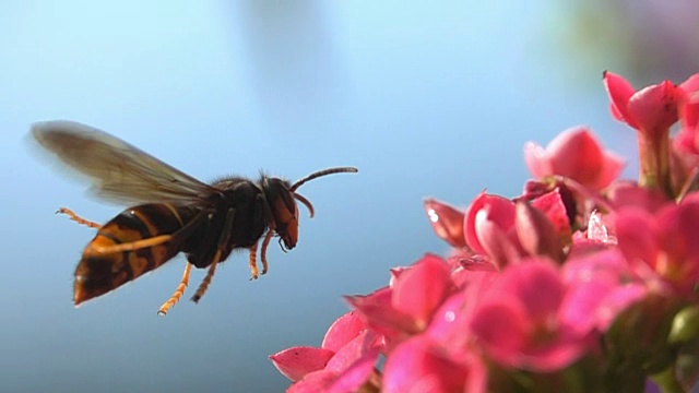 自然黄蜂盘旋美丽的特写昆虫大黄蜂视频素材