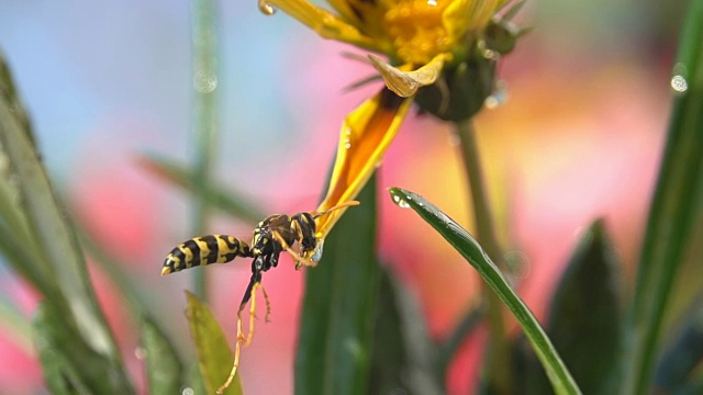 蜂黄蜂昆虫饮水视频素材
