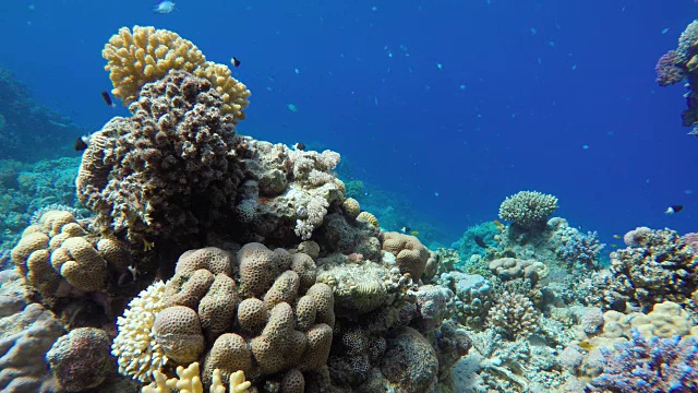 海洋和珊瑚。五彩缤纷的热带鱼。视频素材