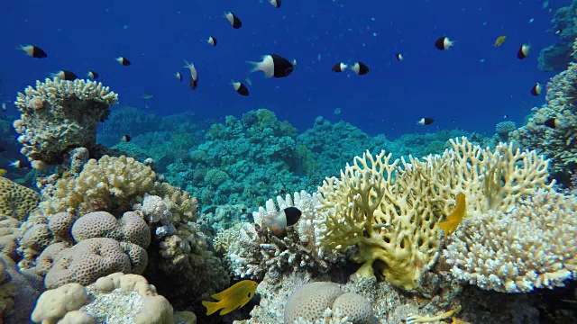 海洋中的生命。热带鱼和珊瑚礁。美丽的珊瑚。视频素材