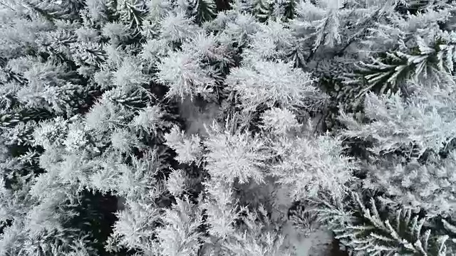 冬天的积雪森林，白云石，意大利视频下载