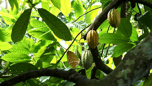 巴厘岛种植园树上的可可豆荚视频素材