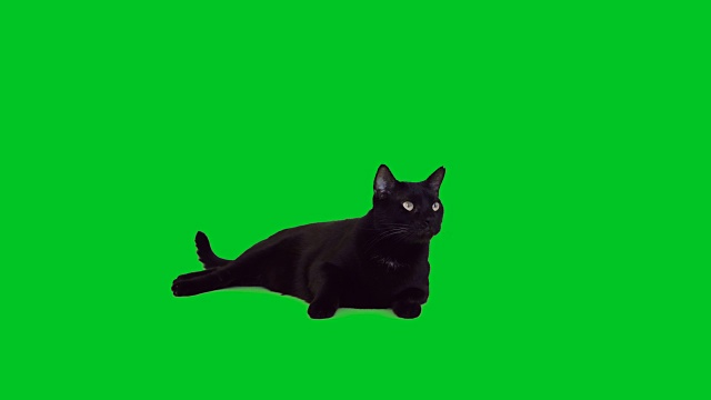 4k黑猫躺在绿色屏幕上视频素材
