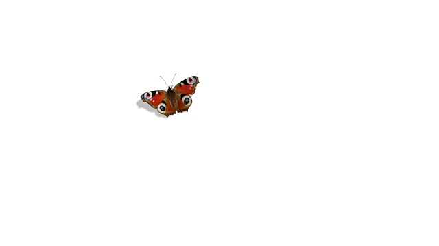 孔雀蝴蝶在绿色的背景上飞行视频下载