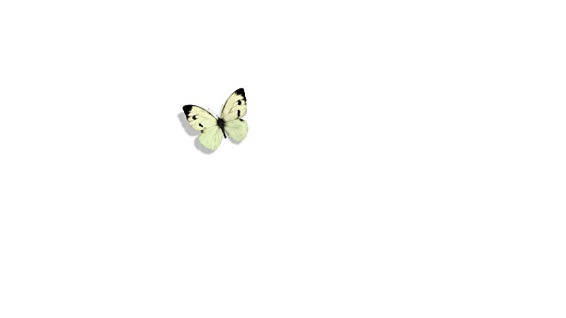 白色蝴蝶卷心菜在蓝色的背景上飞行视频下载