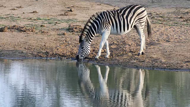 平原斑马饮水视频素材