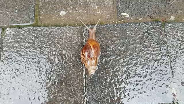 河内的蜗牛在下雨视频素材