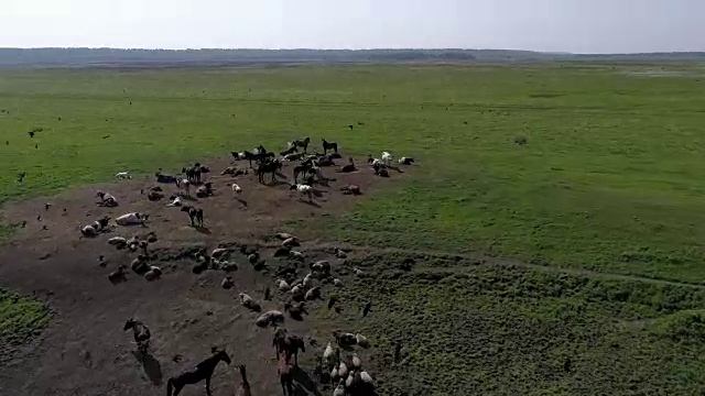 鸟瞰牛，马和羊在草地上吃草视频素材