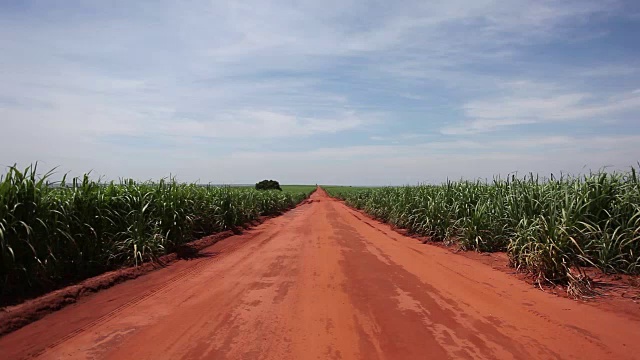 巴西圣保罗乡间的甘蔗种植园视频素材