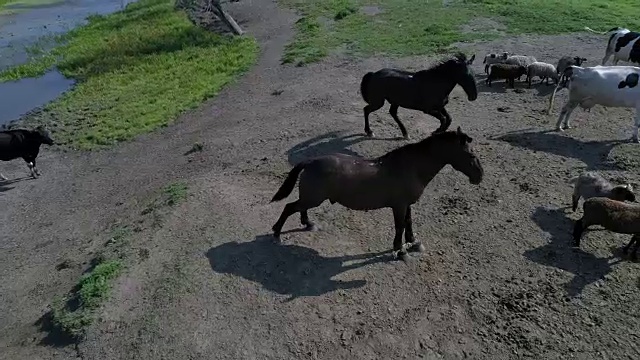 牛、马和羊在水边吃草视频素材