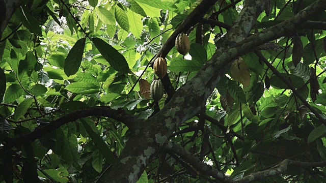 巴厘岛树上成熟的可可果实视野开阔视频素材