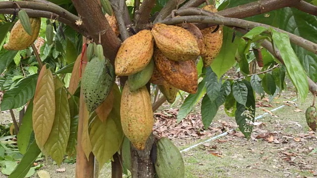 长着果实的可可树。黄色和绿色的可可豆荚生长在树上，可可种植园在泰国南。视频素材