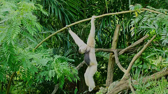 长臂猿挂在树上。视频素材