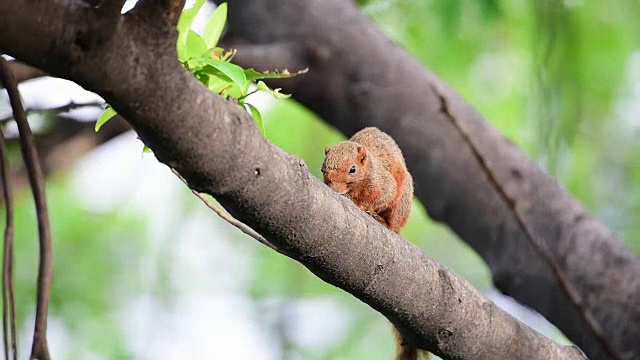 在自然界的野生树上的棕色松鼠视频素材