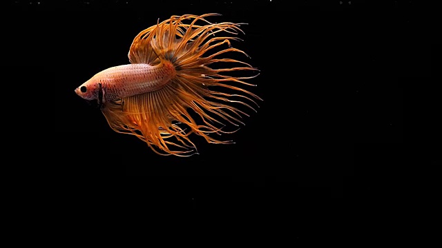 捕捉暹罗斗鱼的移动时刻，冠尾斗鱼的红色孤立在黑色的背景视频下载